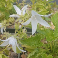 Campanula poscharskyana 'Silberregen'